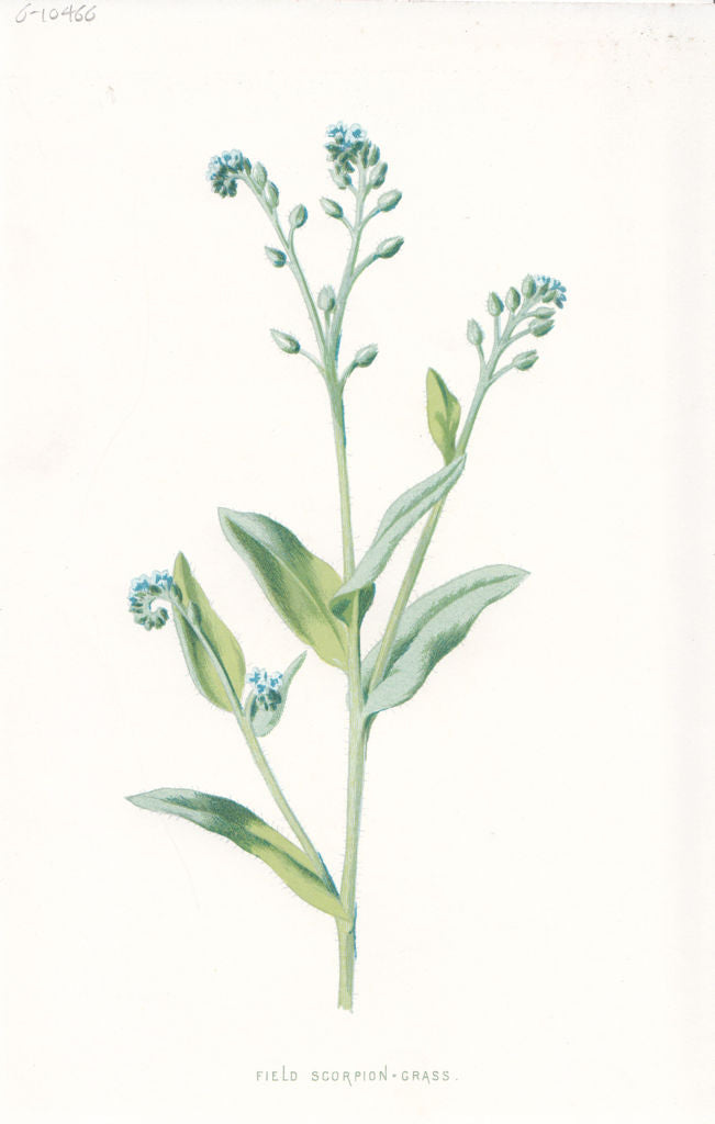 FLOWERS. Field Scorpion-Grass c1895 old antique vintage print picture